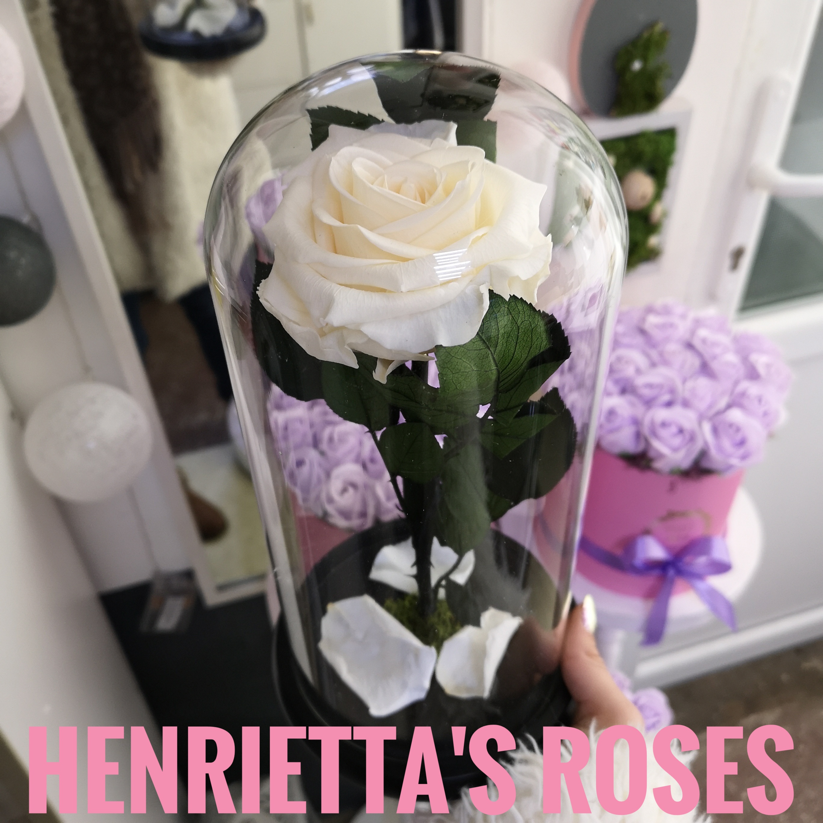 details film Prestige Cupola de sticla mare cu trandafir criogenat alb – Henrietta's Roses